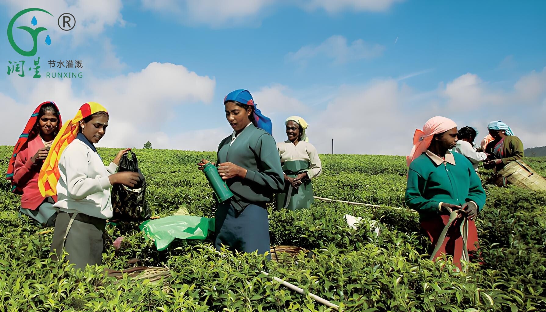 Plantation de thé en Inde et nécessité des systèmes d'irrigation goutte à goutte Plantation de thé en Inde et nécessité des systèmes d'irrigation goutte à goutte