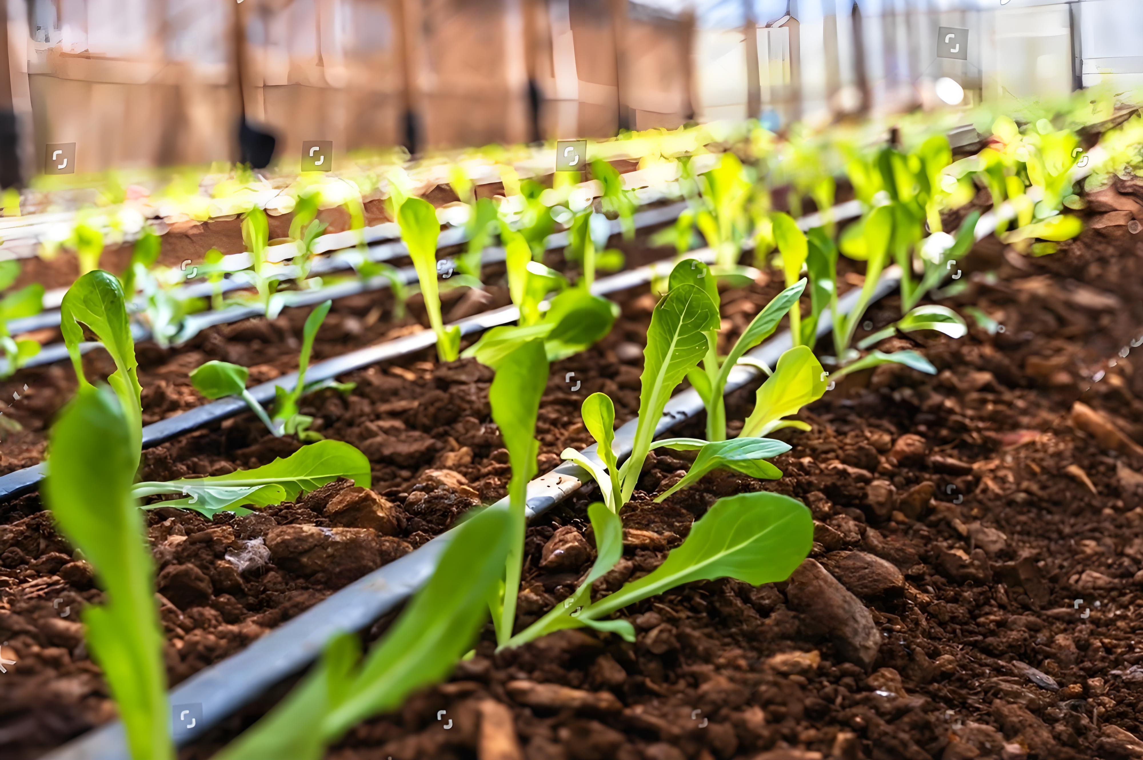 Dévoilement des tubes d'irrigation goutte à goutte : Comment un tuyau permet aux exploitations agricoles d'Amérique du Sud d'économiser 30 % d'eau, 50 % de main-d'œuvre et de doubler les rendements du café andin ?