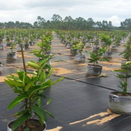 Tecido para cobertura de solo de jardim