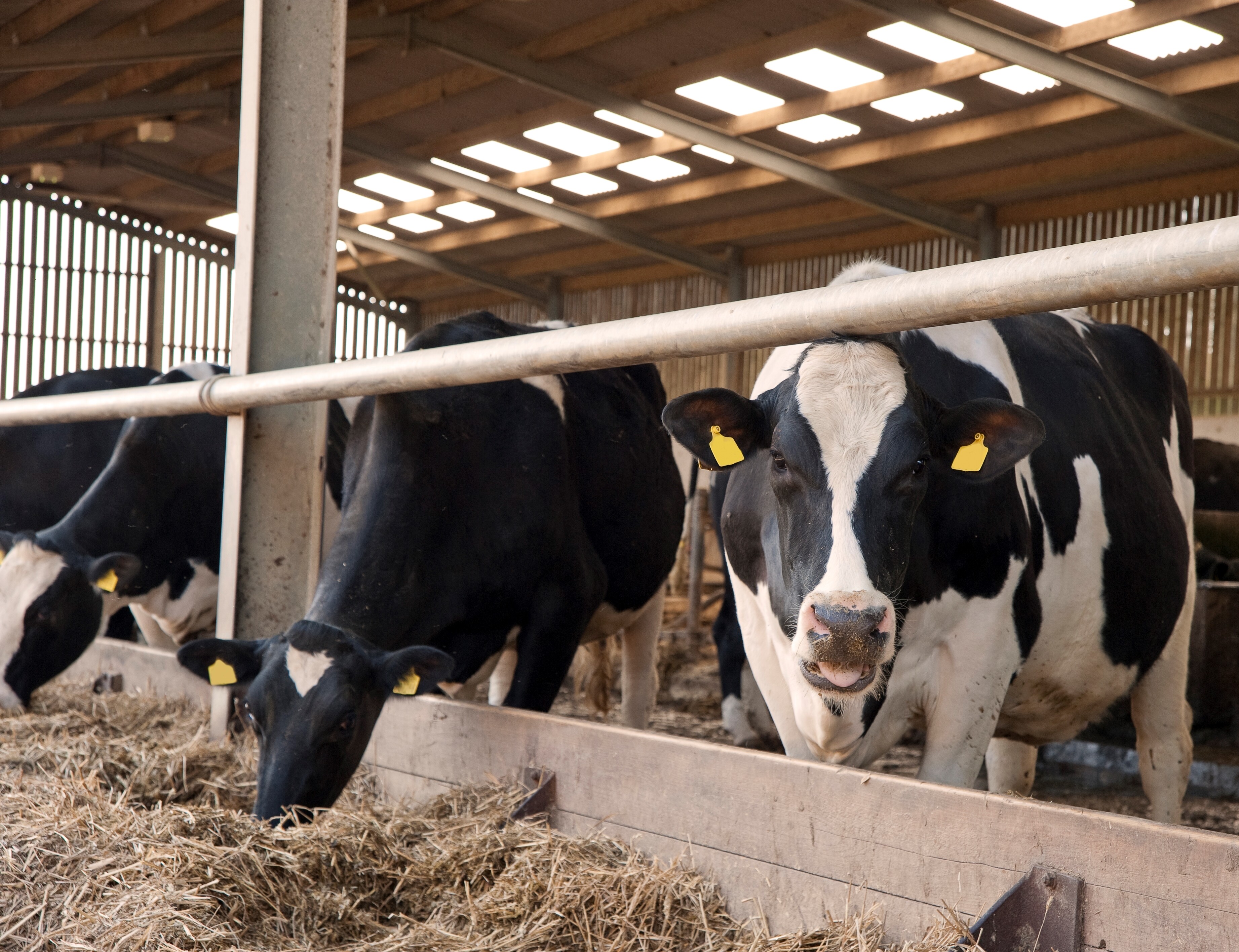 Why Our Milking Equipment is the Best Choice for Your Dairy Farm Why Our Milking Equipment is the Best Choice for Your Dairy Farm