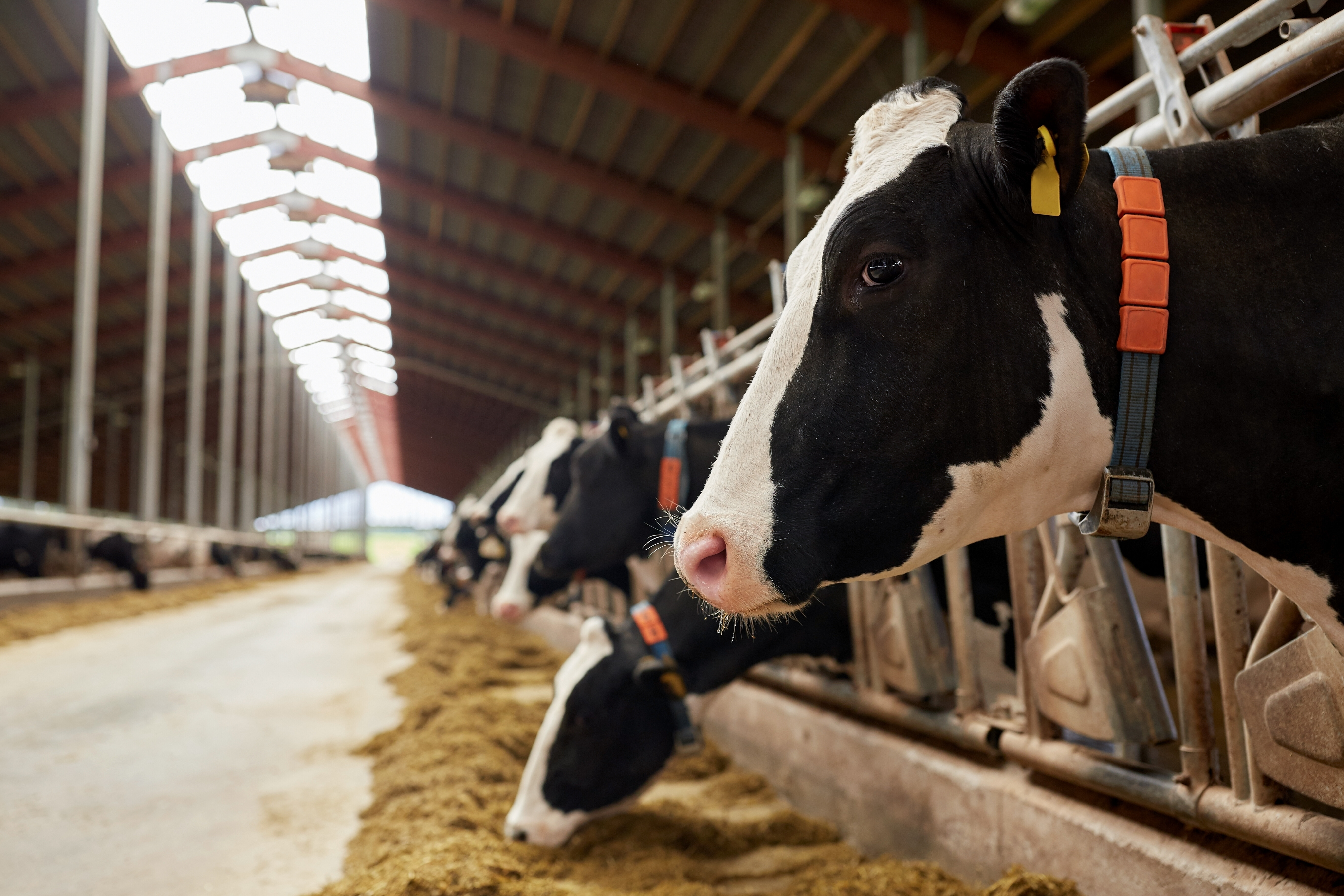 Essential Tips for Maintaining Milking Equipment and Accessories Essential Tips for Maintaining Milking Equipment and Accessories