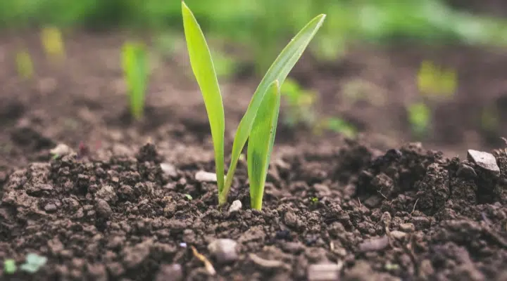 Pay attention to the taboos of mixing fertilizers to avoid fertilizer damage Pay attention to the taboos of mixing fertilizers to avoid fertilizer damage