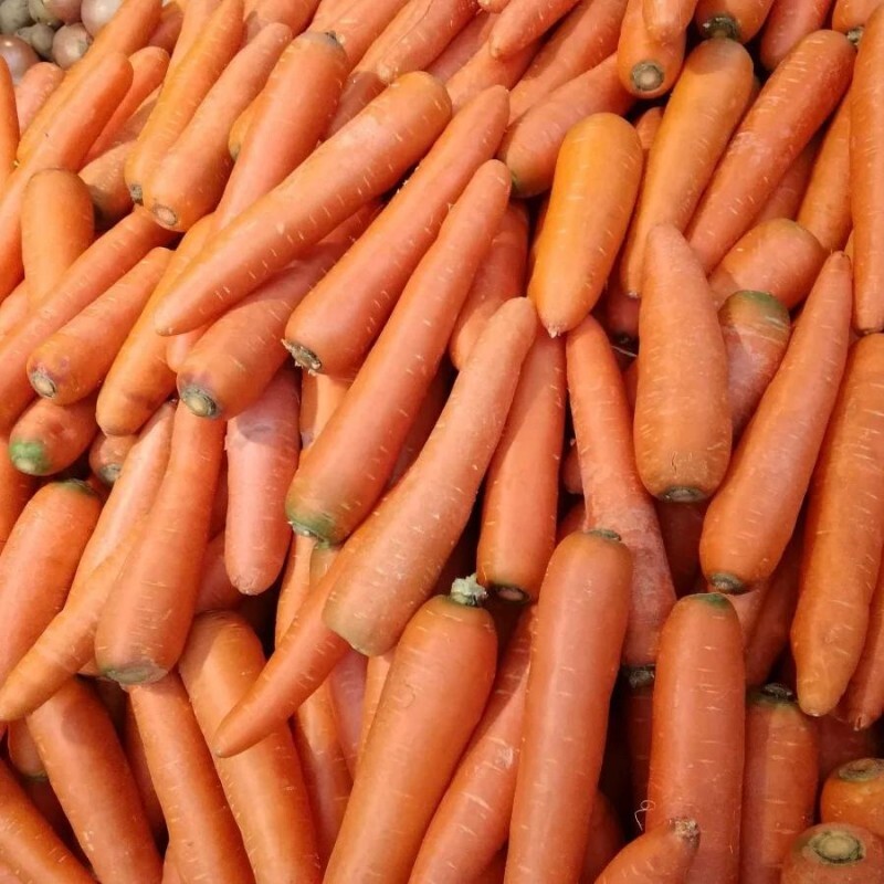 Carrot M 10kg/1box