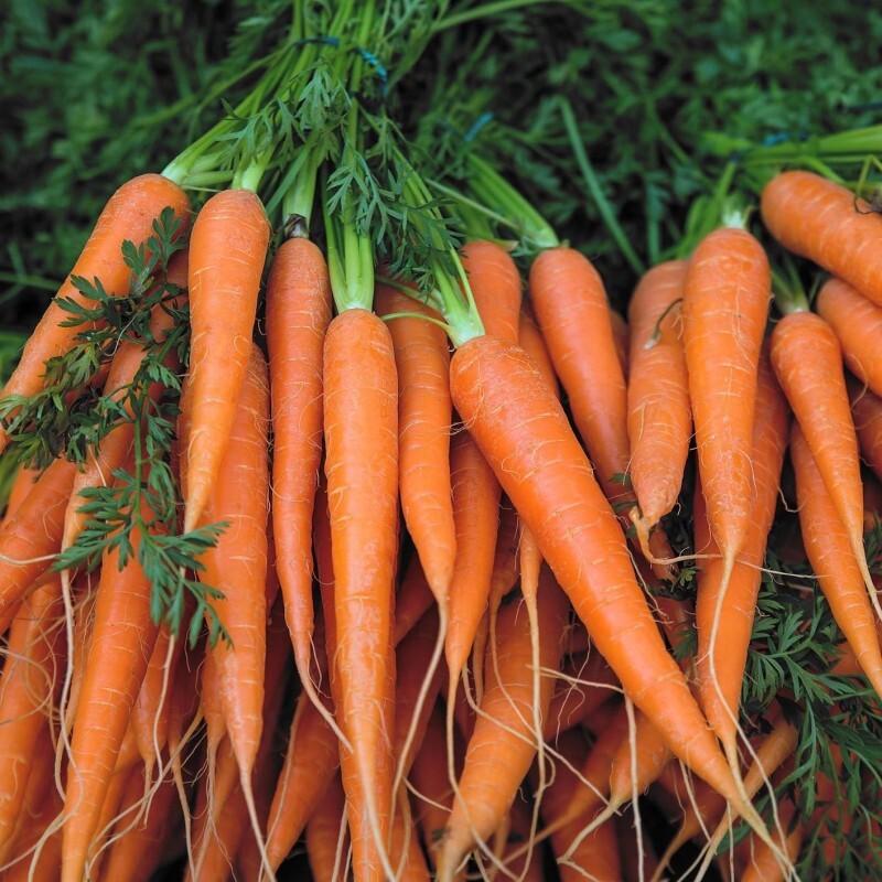 Carrot M 10kg/1box