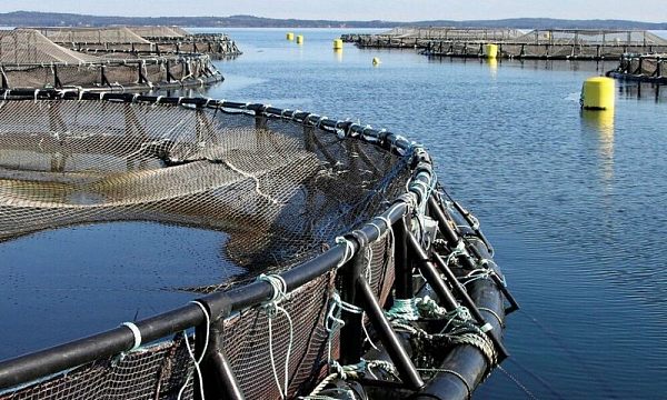 Аквакультура