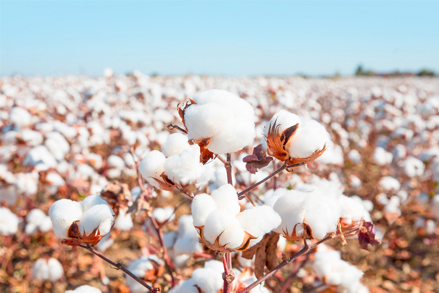 Technical guidance on cotton production in response to high temperature weather