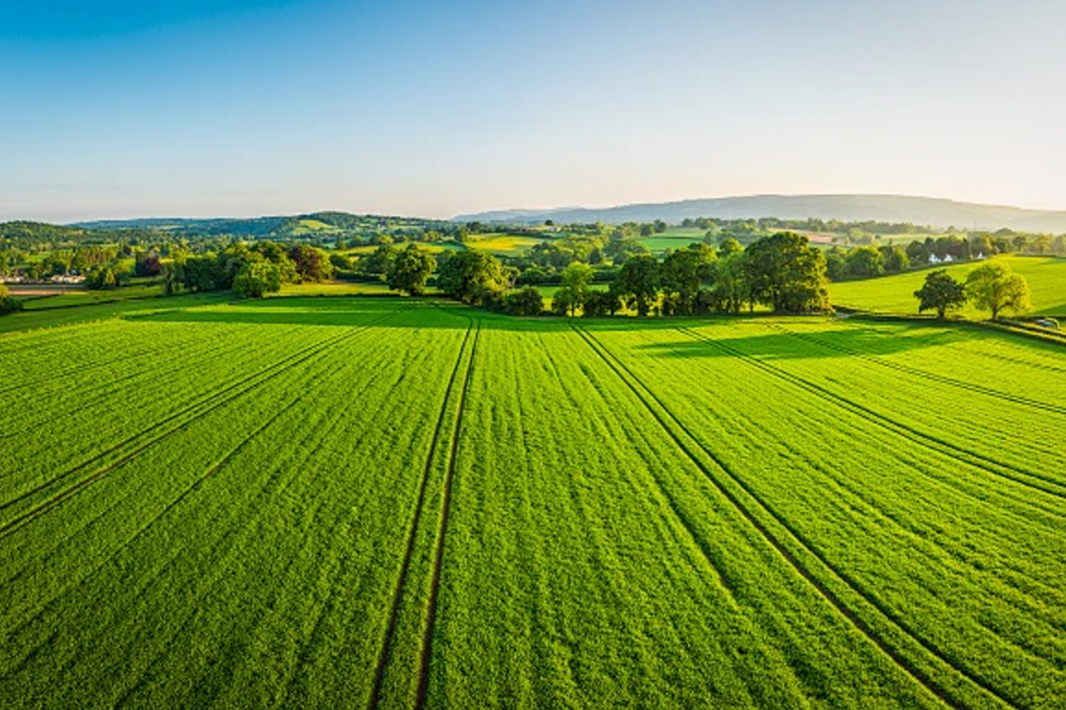 Down-to-earth and hard work first——Li Suwen, researcher at the Vegetable Research Institute of Tianjin Academy of Agricultural Sciences
