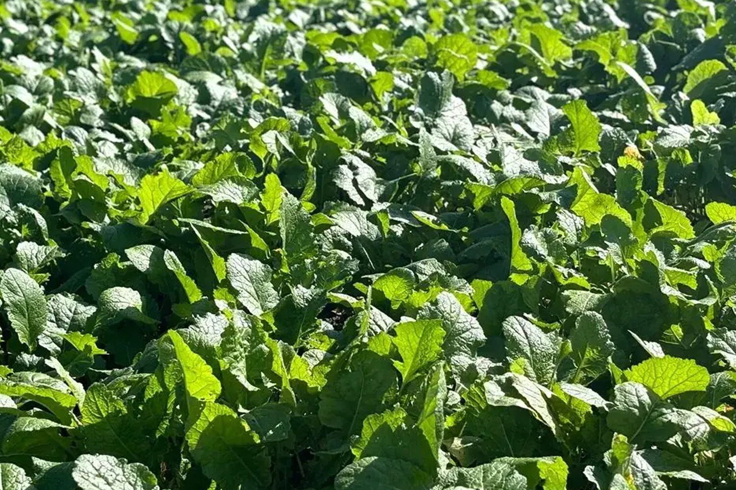 The Ministry of Agriculture and Rural Affairs sent a working group to investigate and guide autumn and winter crop production