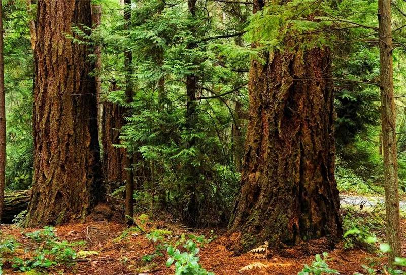 Canadian hemlock Canadian hemlock
