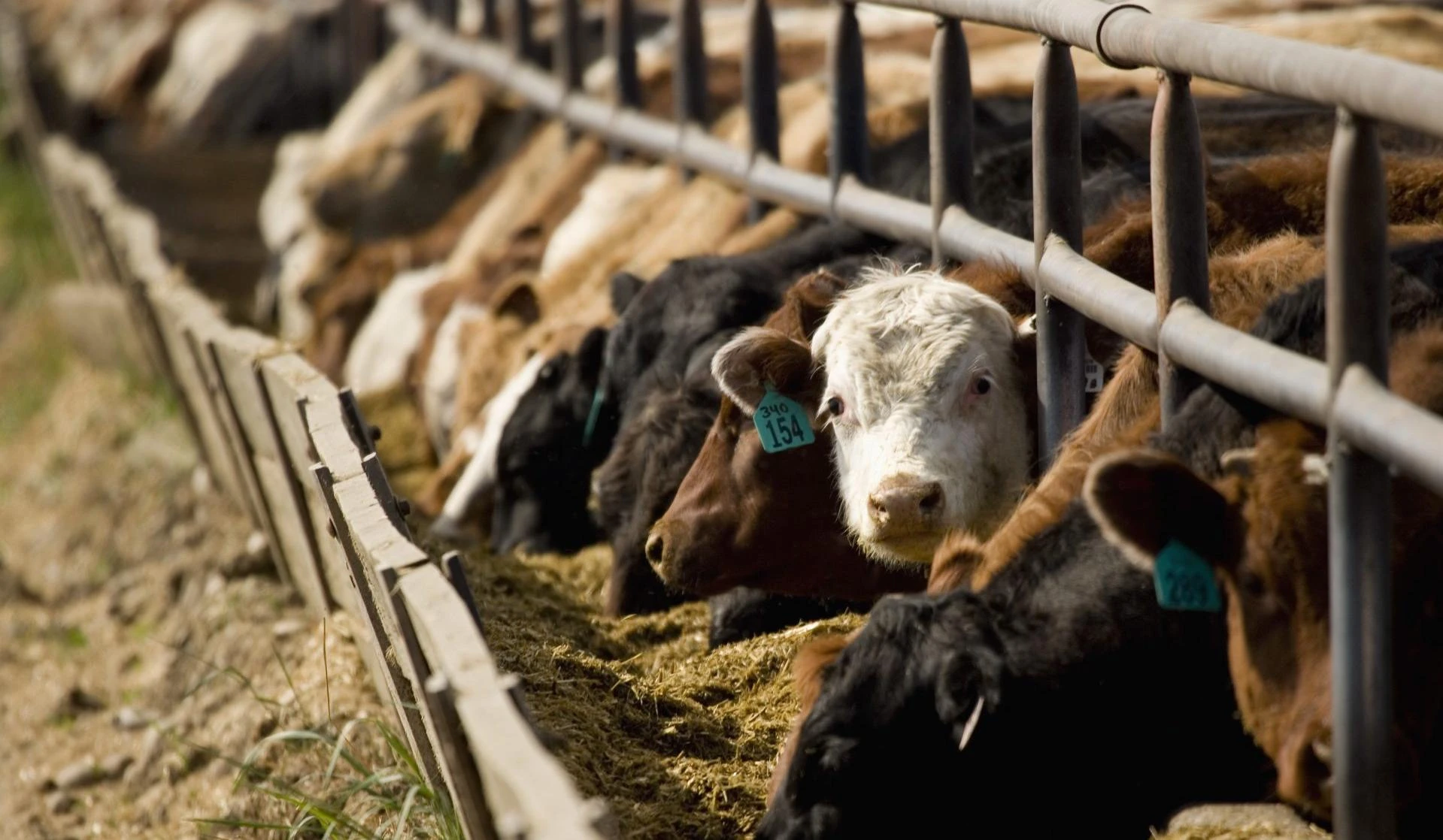 Feed Trough