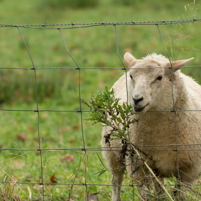 Field Fence