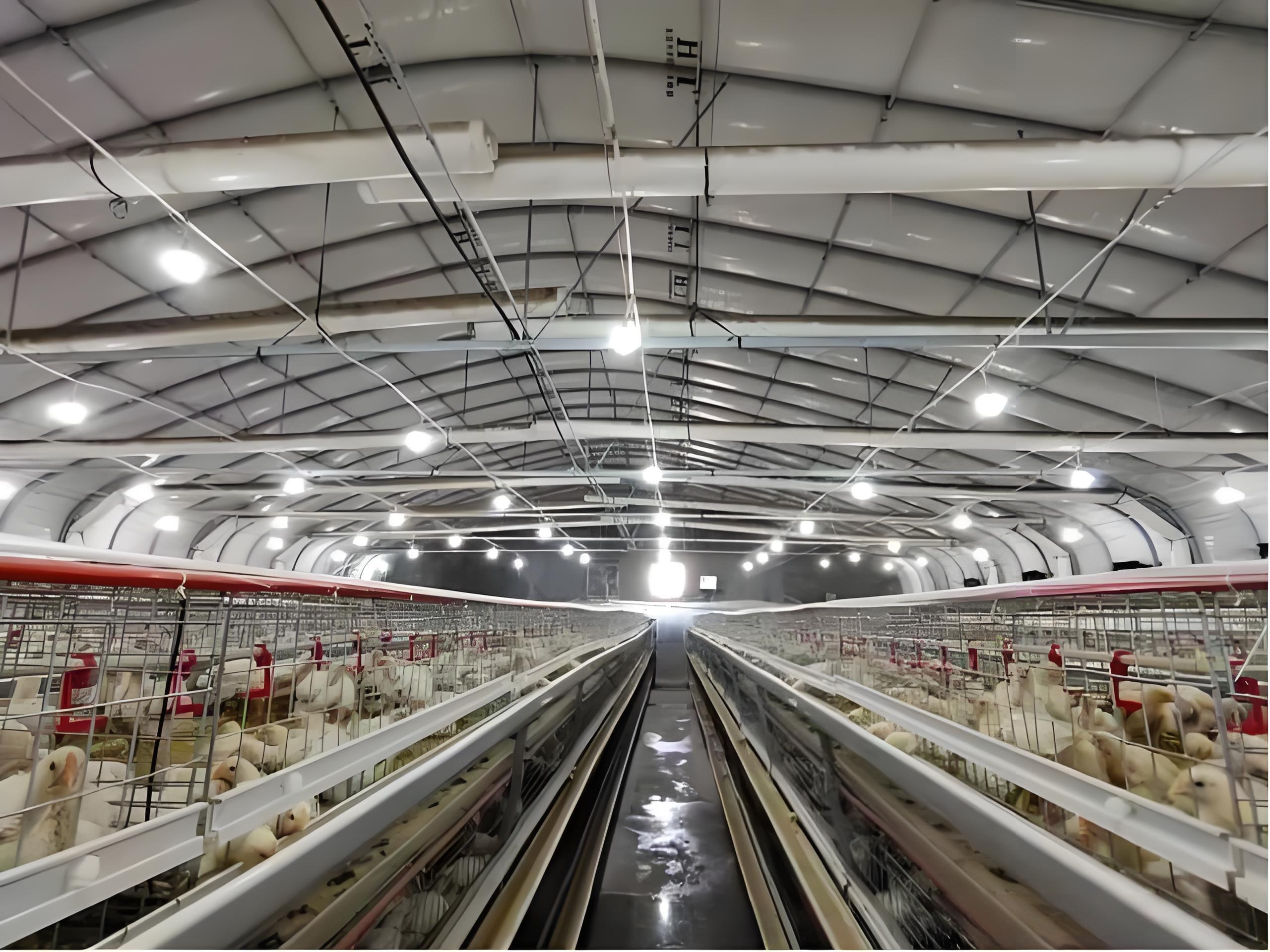 chicken poultry  Egg-laying chicken breeding factory building