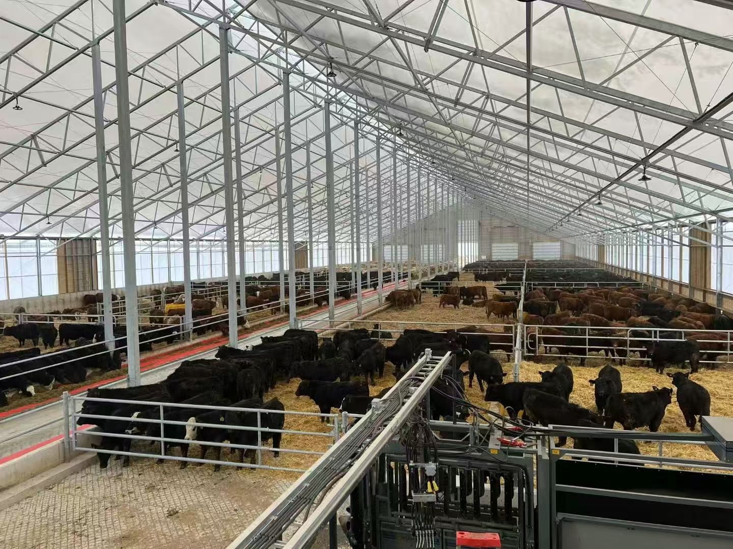 Steel Structure Cattle Shed / Cow Barn (Customizable)/Commercial Beef Cattle Housing