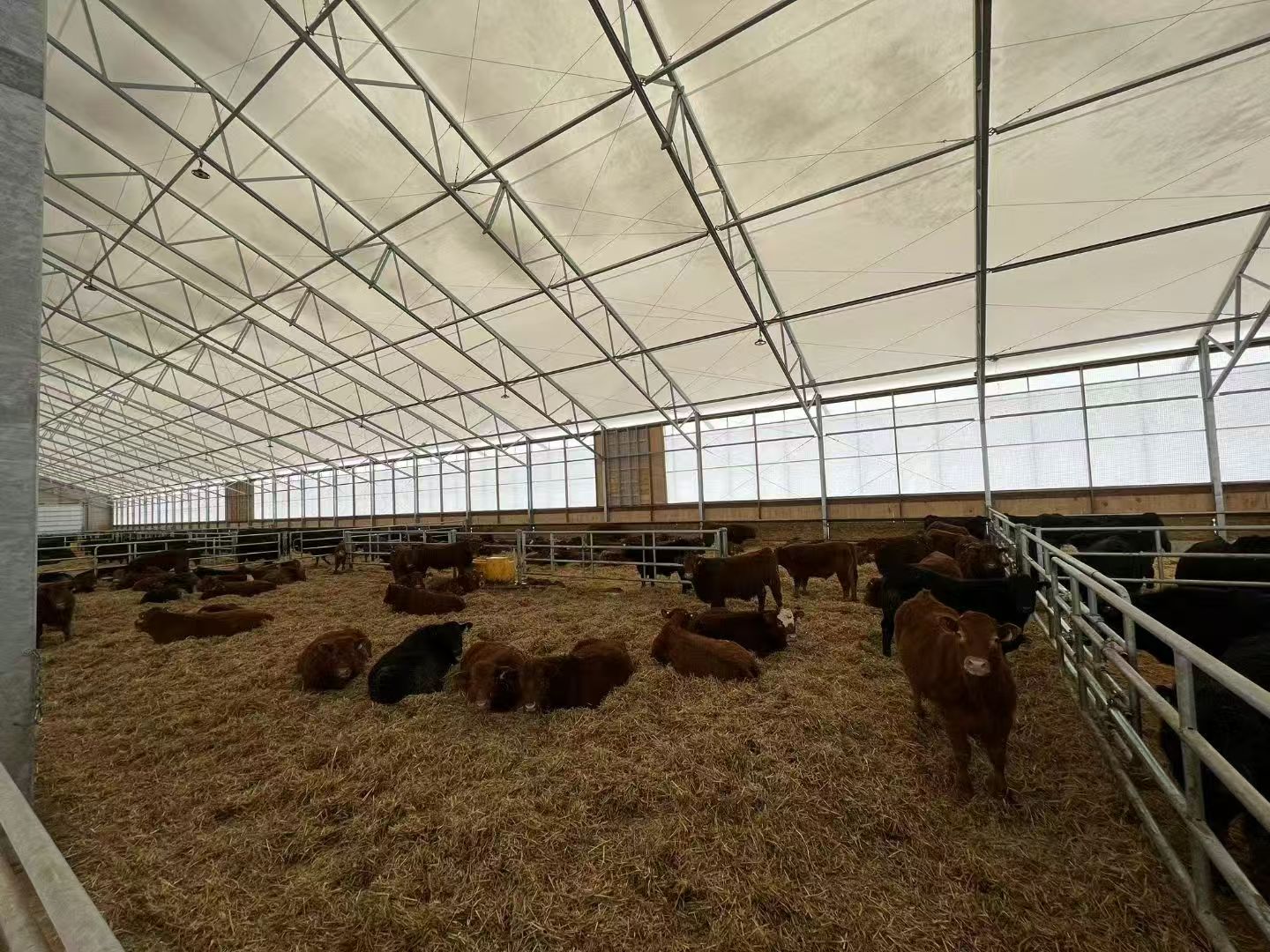 Steel Structure Cattle Shed / Cow Barn (Customizable)/Commercial Beef Cattle Housing