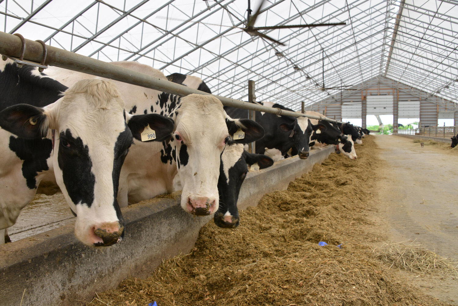 Prefab Steel Livestock Barns for Cattle, Sheep & Pigs-Strong, Ventilated & Easy to Assemble