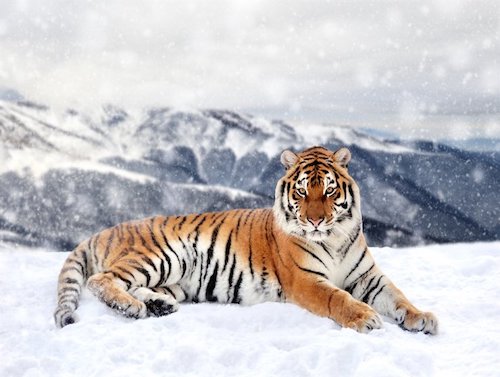 Year of Tiger