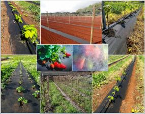 Capillary Matting For Horticulture From Qingdao Vendor