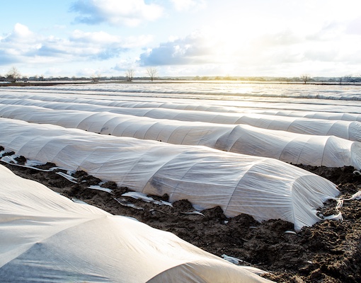 PP crop cover / plant frost protection, anti UV