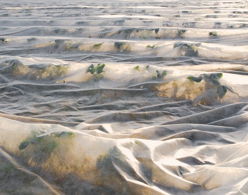 PP crop cover / plant frost protection, anti UV