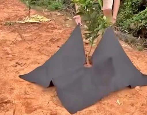 Weed control fabric for large plants, Latin America market