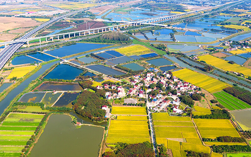 Golden Farm's organic rice successfully creates a golden village where supply is in short supply
