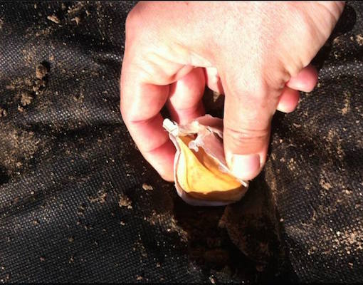 Tessuto paesaggistico non tessuto PP, telo da giardino per il mercato americano