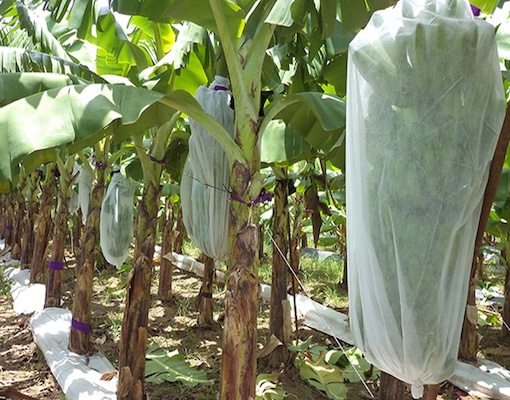 100% polipropilene Sacchetto di copertura per mazzi di banane