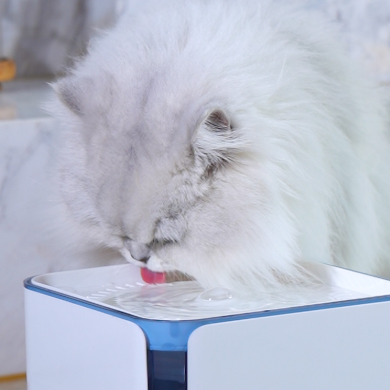 3L Smart Dual-Flow Pet Water Dispenser GWD37 B2B Solutions for Wholesale, Distribution & Retail