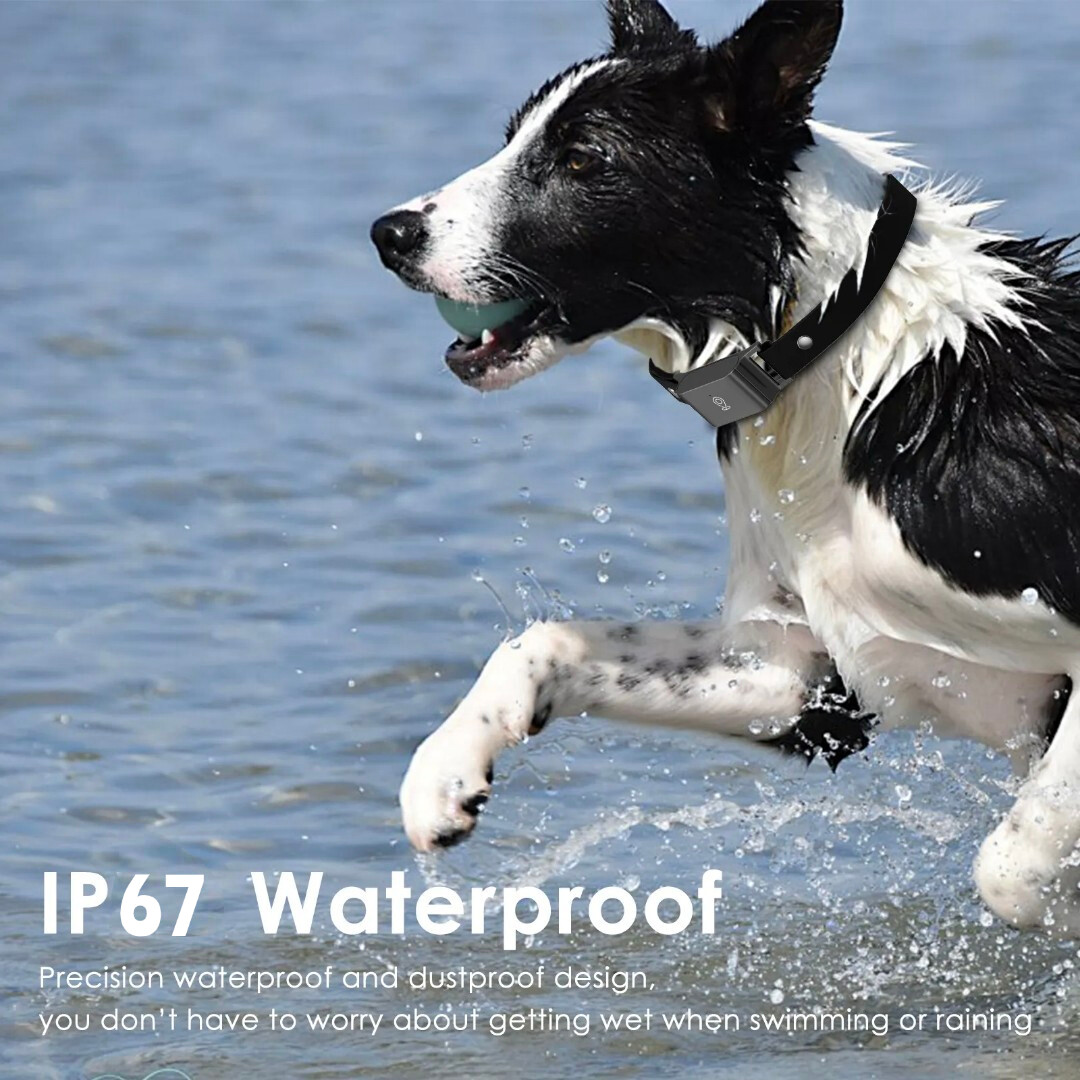 4G Pet GPS Collar with Health Monitoring | IP66 Waterproof & 7-Day Battery | OEM/ODM for Veterinary Clinics & Retailers GTB51