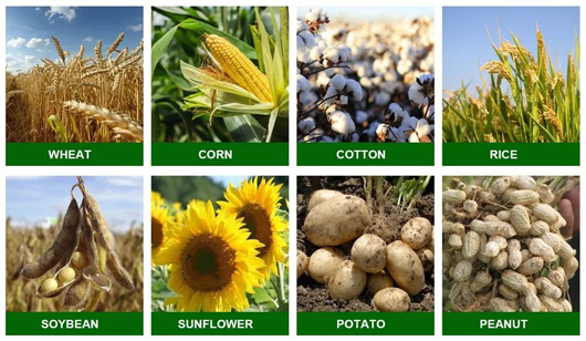 Tecnologia de aplicação científica e precauções do sulfato de amónio