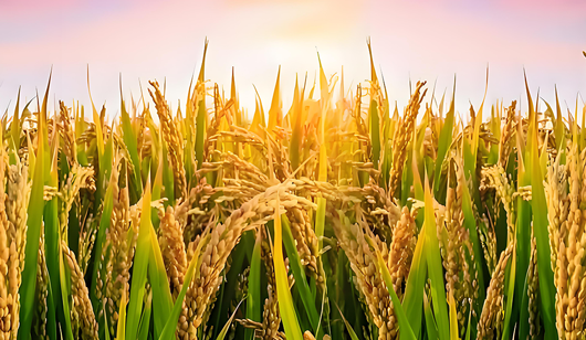 Análise semanal do mercado do sulfato de amónio (20250328-20250403)