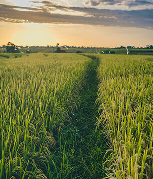 Forklift attachments and intelligent carriers for crop handling, timber transportation, and farm logistics.