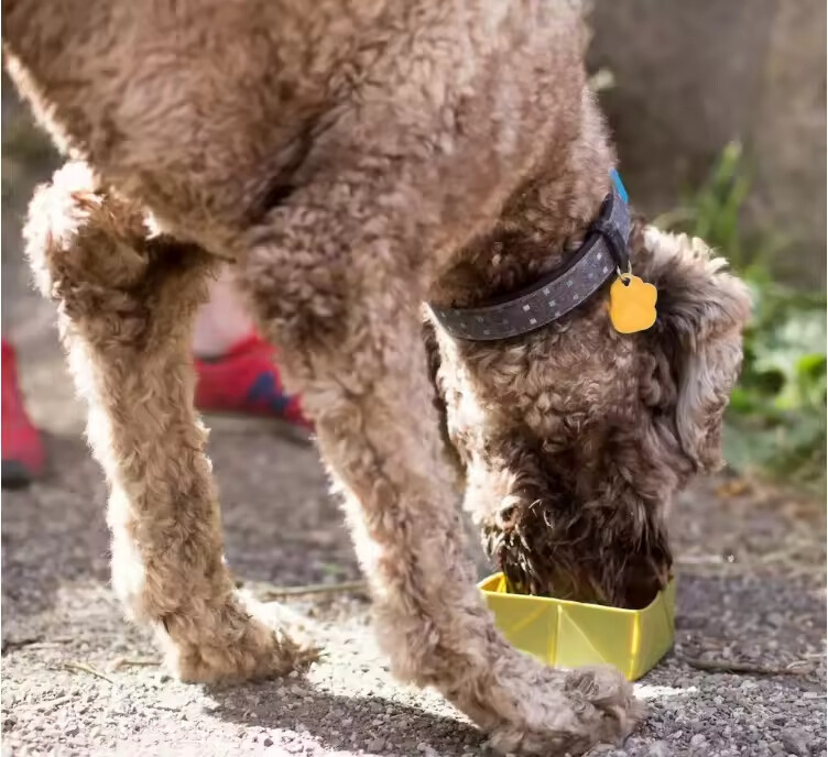 Portable Silicone Collapsible Dog Travel Bowl