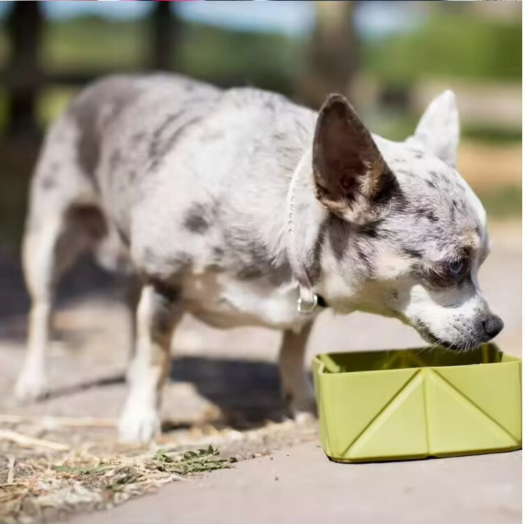 Portable Silicone Collapsible Dog Travel Bowl