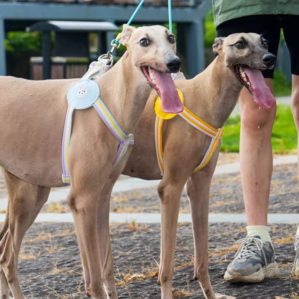 Multifunctional Dog Harness and Leash Set