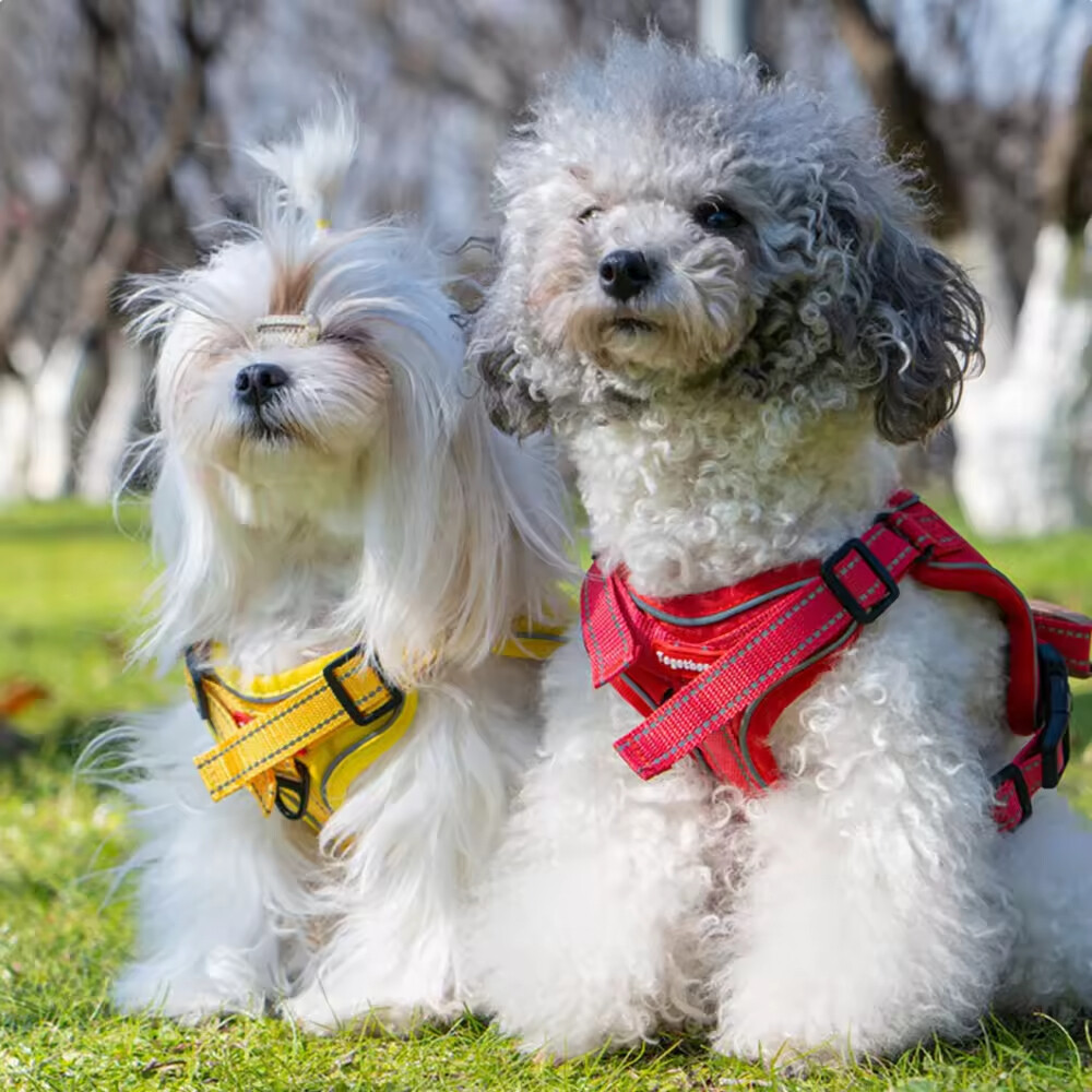 Breathable Pet Harness