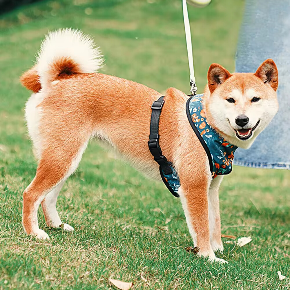 Outdoor Pet Dog Retractable Leash