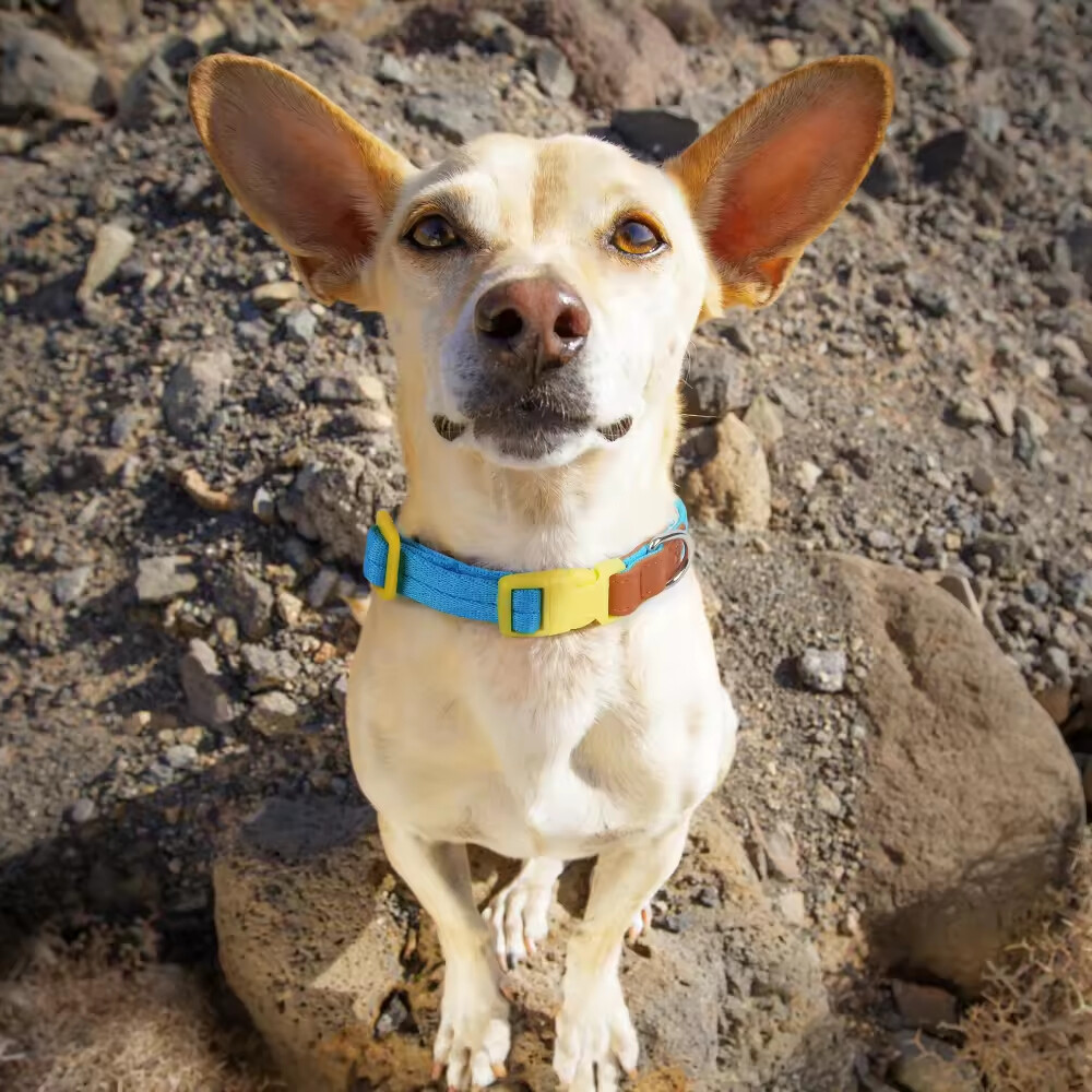 Nylon Leather Adjustable Dog Collars and Leads