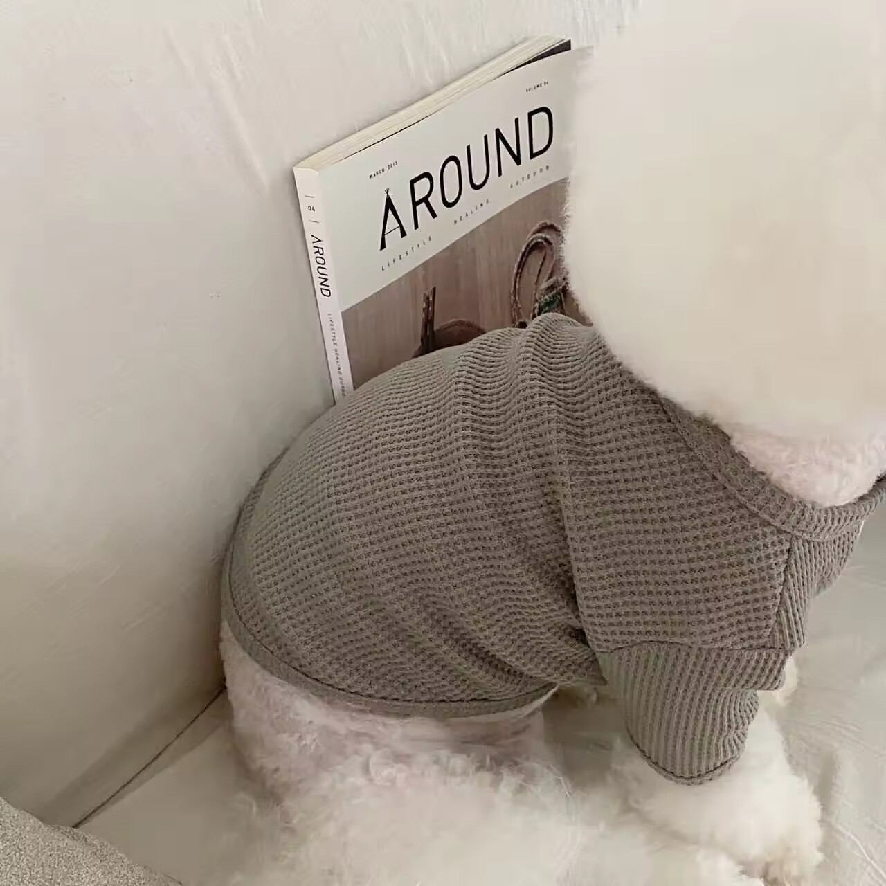 Pet T-Shirt for Dogs & Cats