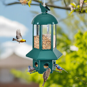 六边形绿色款喂鸟器 a+3.3.jpg