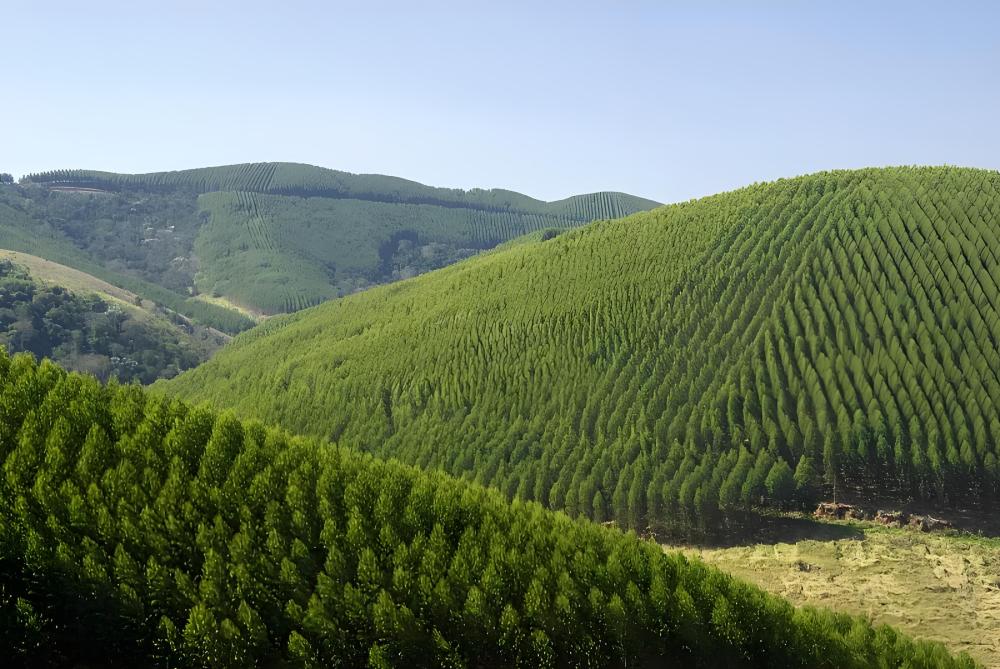 Le Kowloon Paper Group s'associe à un institut de recherche de premier plan pour l'innovation dans le domaine du papier Le Kowloon Paper Group s'associe à un institut de recherche de premier plan pour l'innovation dans le domaine du papier