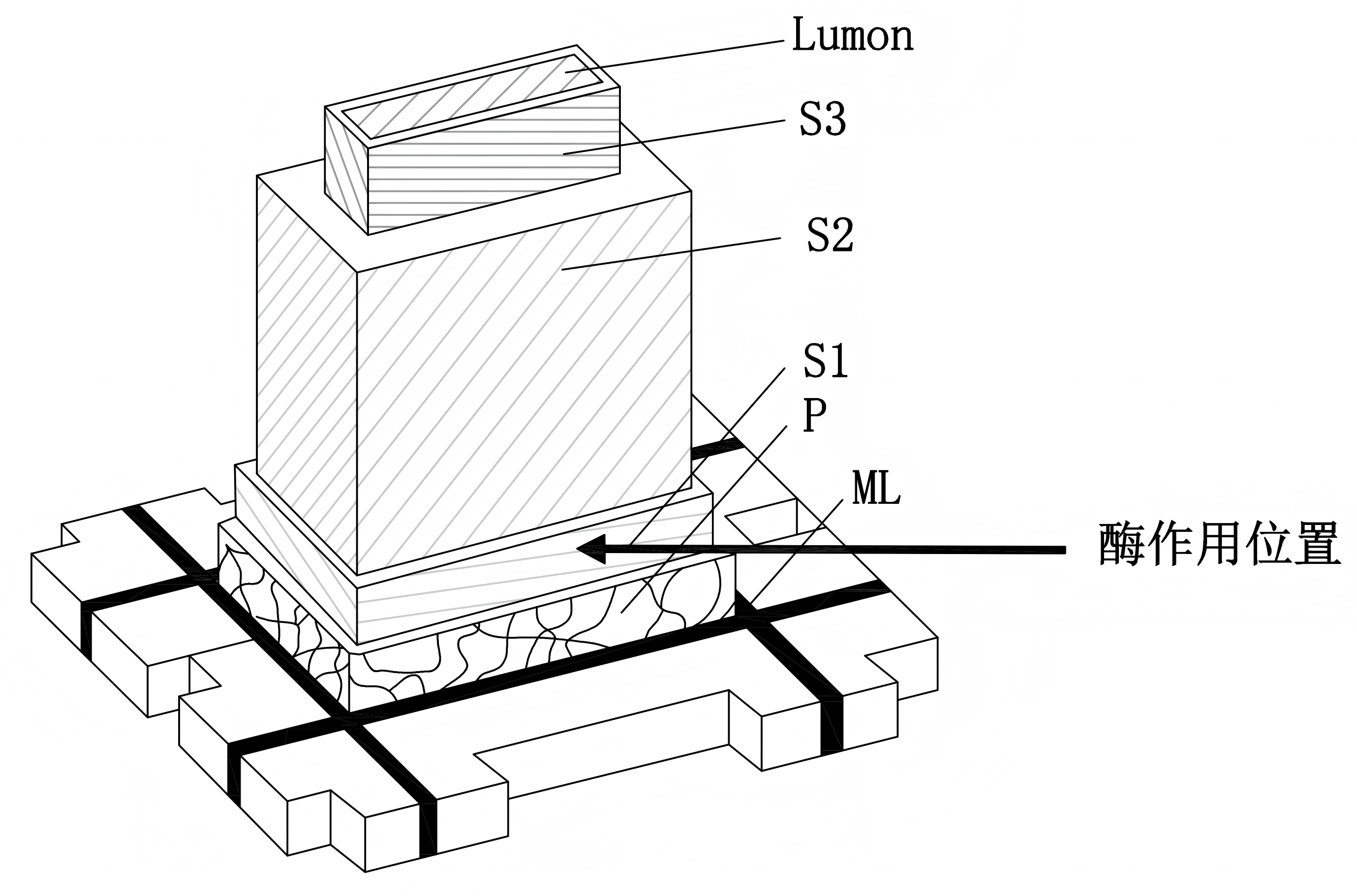 Mechanism of Action of Refining Enzyme
