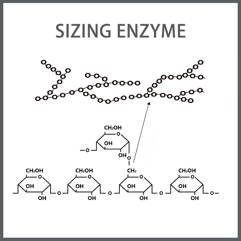Sizing Enzyme