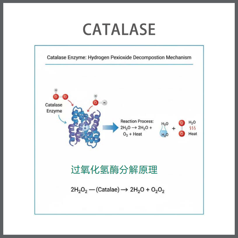 Catalase