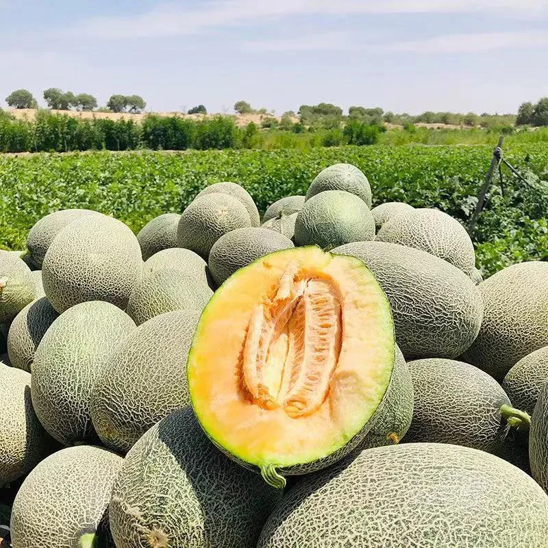 Hami melon