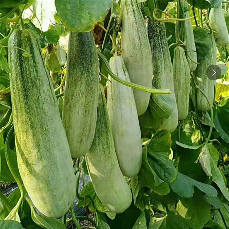 Honeydew melon