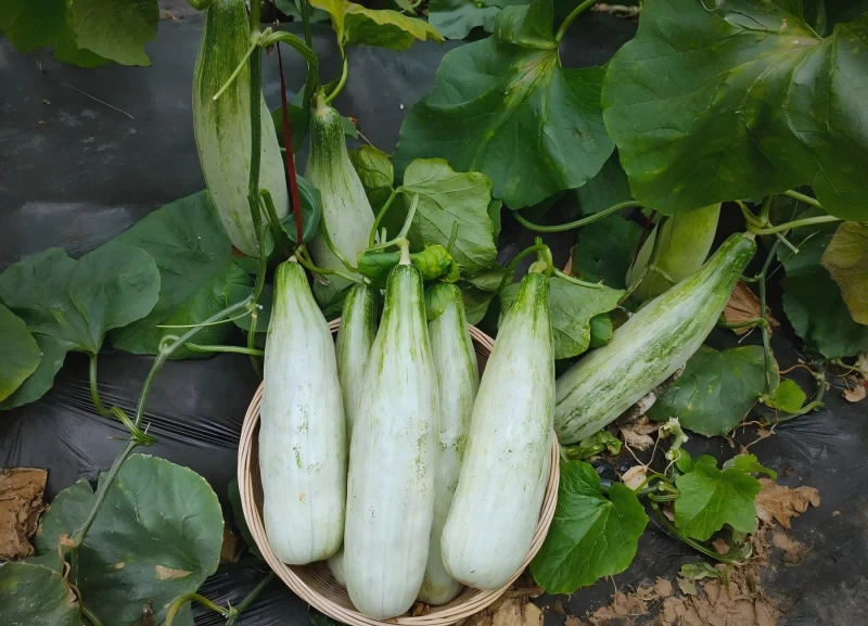 Honeydew melon