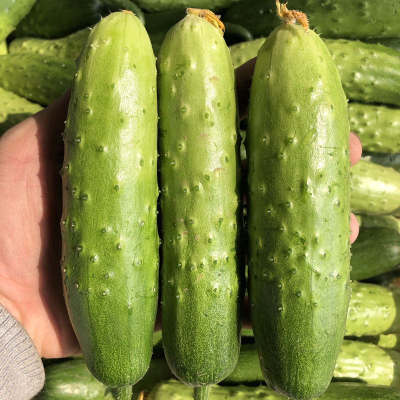 Old cucumber