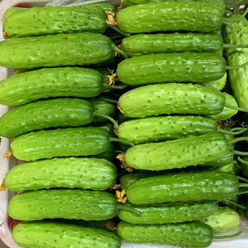 Dutch Melon