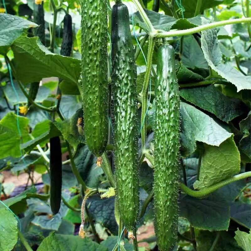 Chinese Cucumber